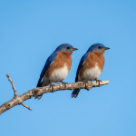 Two Eastern Bluebirds with blue, orange, and white feathers perched on a branch